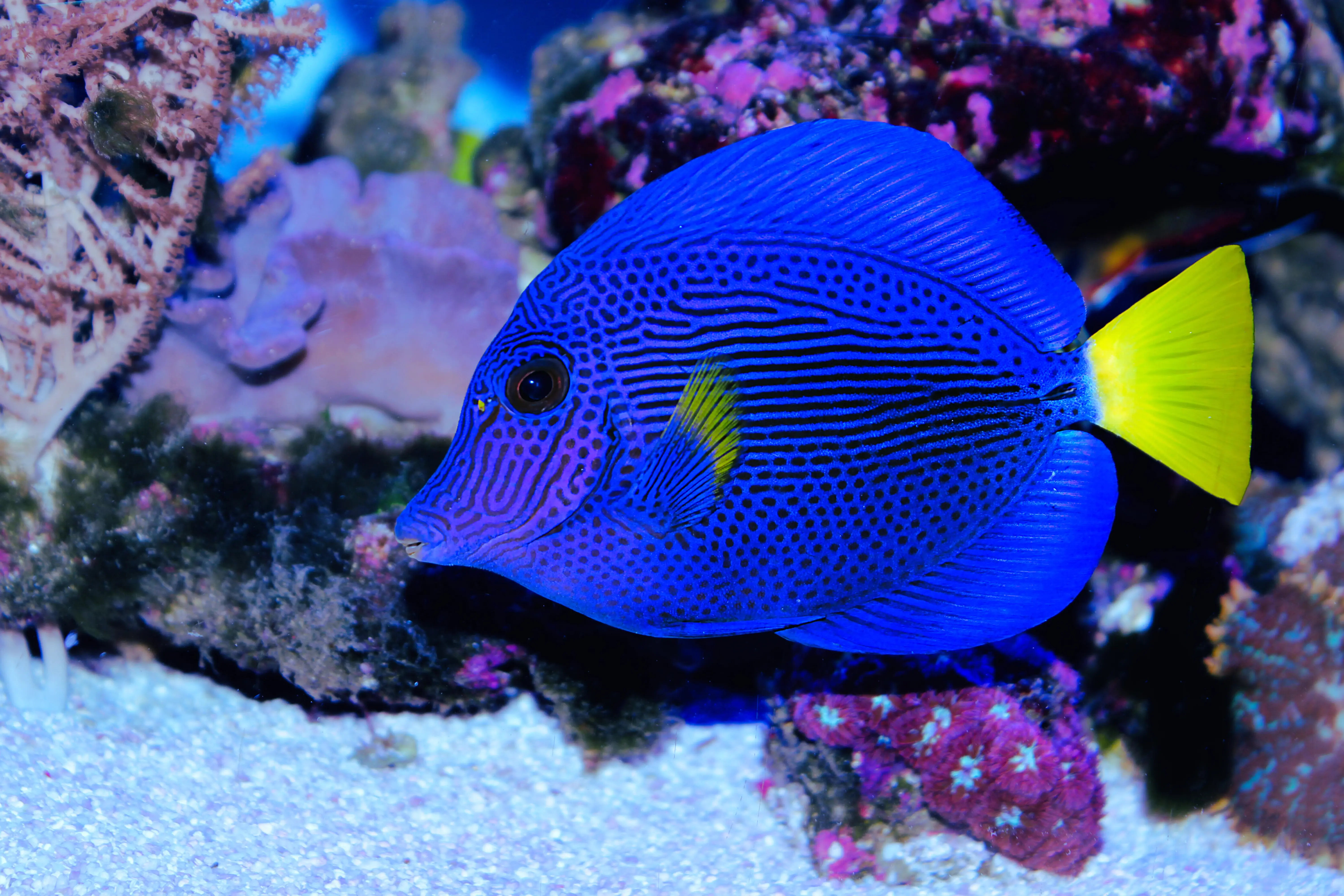 Purple Tang